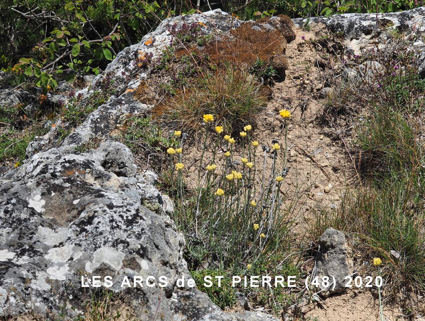 Helichrysum plant